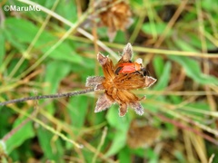 Neocapsus