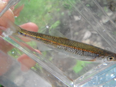 Notropis rubellus