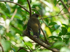 Turdus chrysolaus