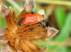 Neocapsus
