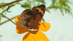 Junonia neildi