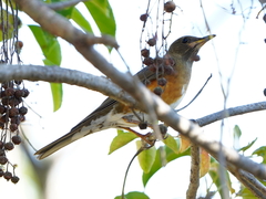 Turdus chrysolaus