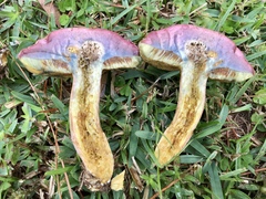 Boletus patrioticus