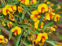 Bossiaea