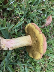 Boletus patrioticus