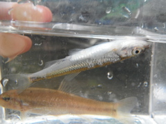 Notropis rubellus