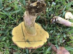 Boletus patrioticus