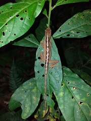 Anolis granuliceps