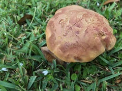 Boletus patrioticus