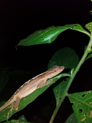 Anolis granuliceps