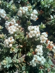 Pimelea prostrata