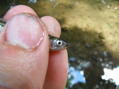 Notropis rubellus