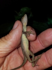 Anolis granuliceps