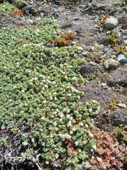 Pimelea prostrata