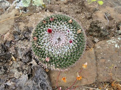Mammillaria polythele