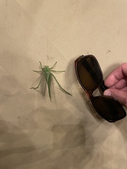 Stilpnochlora