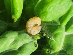 Evergestis forficalis