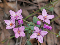 Boronia fastigiata