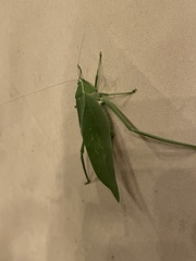 Stilpnochlora