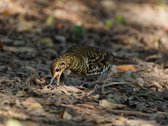 Zoothera aurea
