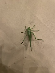 Stilpnochlora
