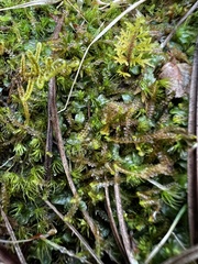 Pallavicinia lyellii