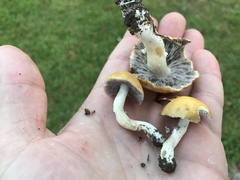 Stropharia coronilla