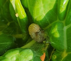 Evergestis forficalis