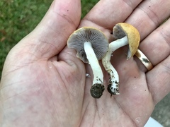 Stropharia coronilla