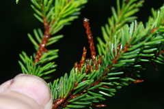 Arceuthobium pusillum