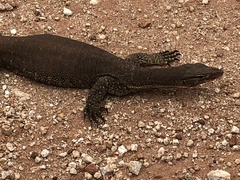 Varanus gouldii