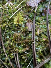 Pallavicinia lyellii