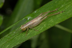 Euscyrtus