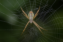 Argiope dang
