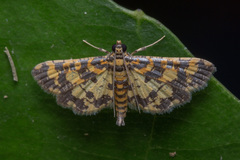 Eurrhyparodes tricoloralis