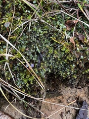 Pallavicinia lyellii
