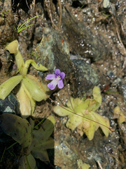 Pinguicula macroceras