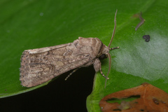 Spodoptera pecten