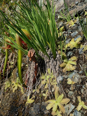 Pinguicula macroceras