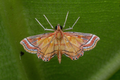 Ambia decoralis