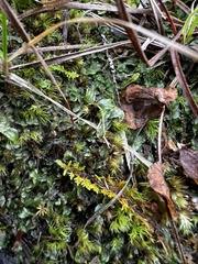 Pallavicinia lyellii