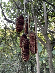 Mucuna