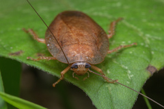 Pseudophoraspis