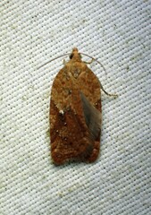 Acleris stadiana