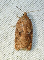 Acleris stadiana