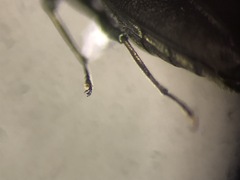 Agrilus masculinus