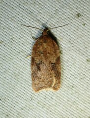 Acleris stadiana