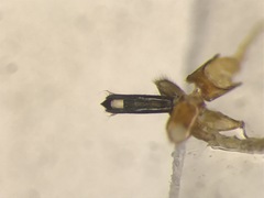 Agrilus masculinus