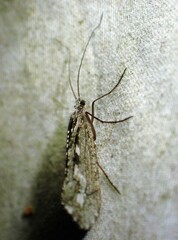 Glyphopsyche irrorata