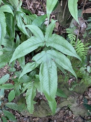 Tectaria subtriphylla